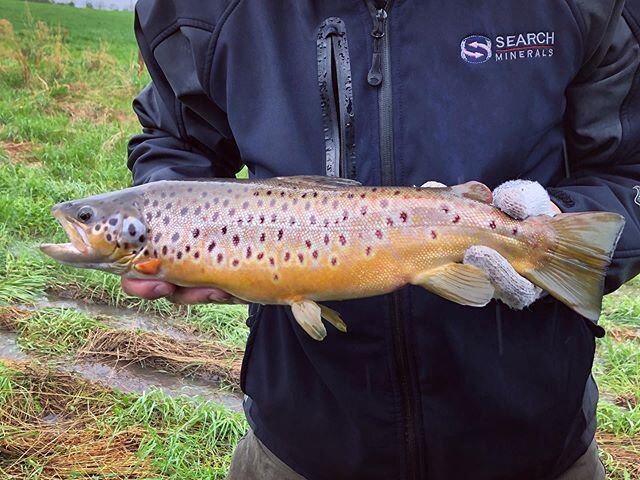 It seems the rainbows weren&rsquo;t as interested in biting with all the rain back in Alberta. One rainbow and a pile of browns. Now if I could only catch one of the brookies we stocked. #stockedtrout #troutpond #brownttout #rainbowtrout #brooktrout 