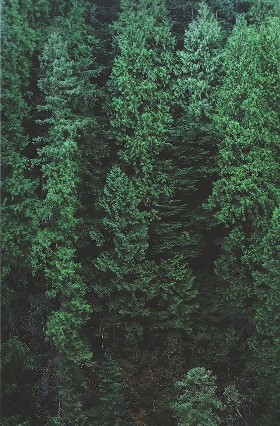 PRIMECUT: Updates & Happenings Blog