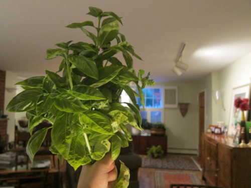  Basil grows in my parents’ driveway. Make a bouquet! 