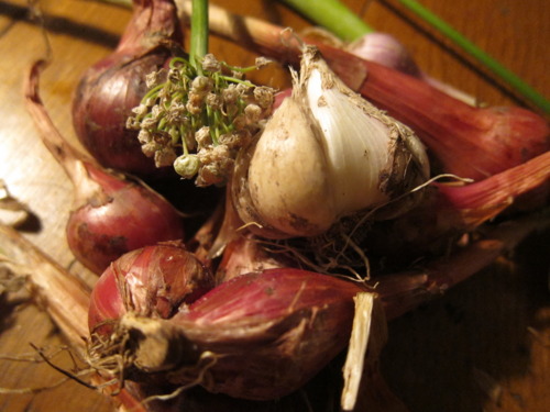  Oh, just showing off somebody’s homegrown garlic &amp; shallots… 