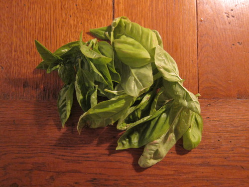  Fresh basil plucked from outside. 