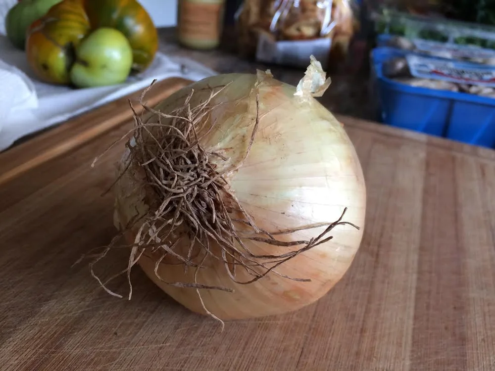 onion.jpg