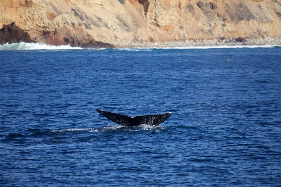 Ballenas migrantes desfilan por costa de Long Beach