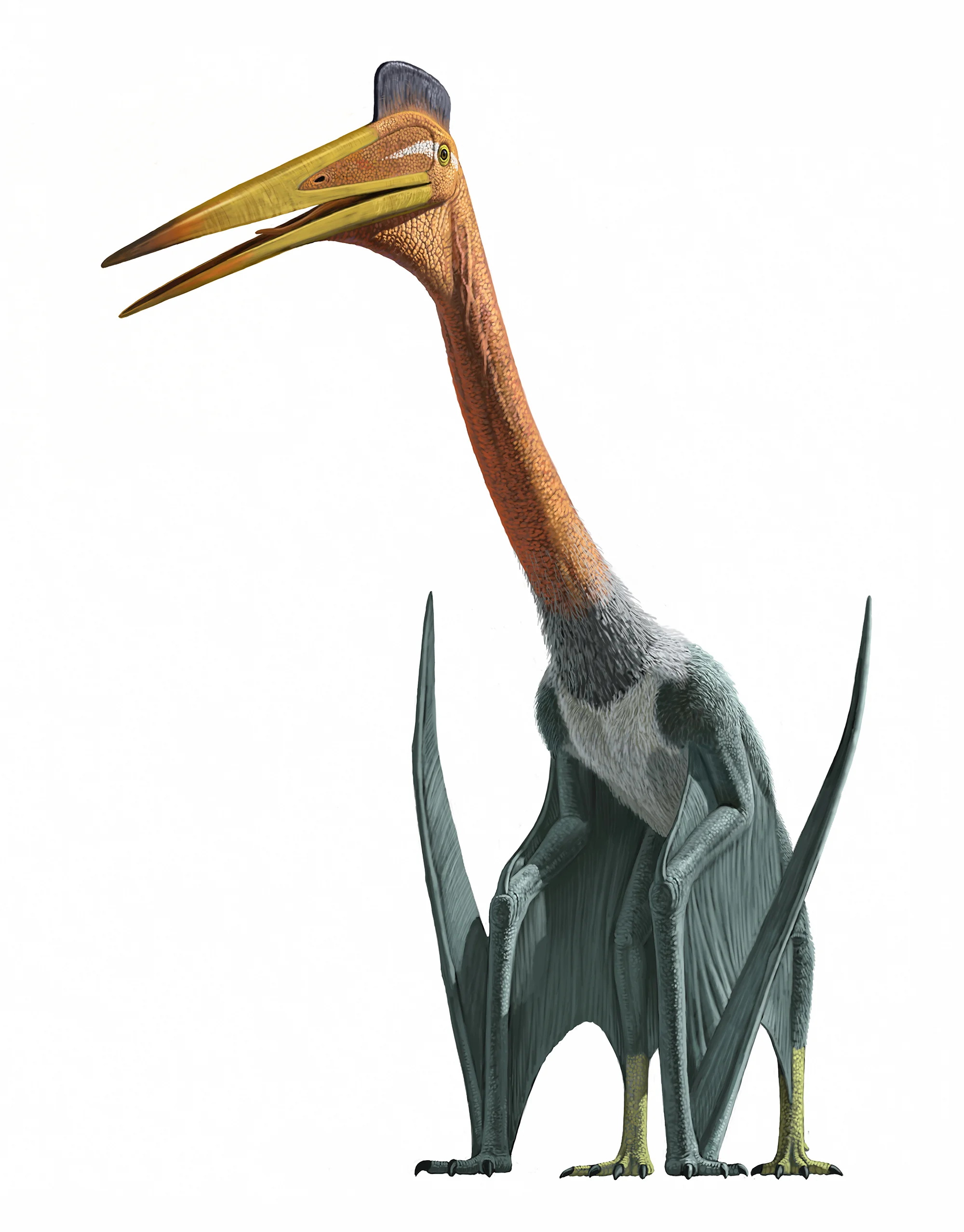 PTEROSAURS: FLIGHT IN THE AGE OF DINOSAURS  ATERRIZA EN NATURAL HISTORY MUSEUM OF LOS ANGELES COUNTY
