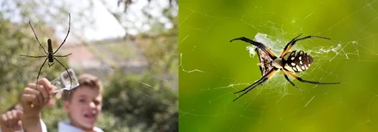 El Spider Pavilion abre nuevamente el 10/30 en NHM
