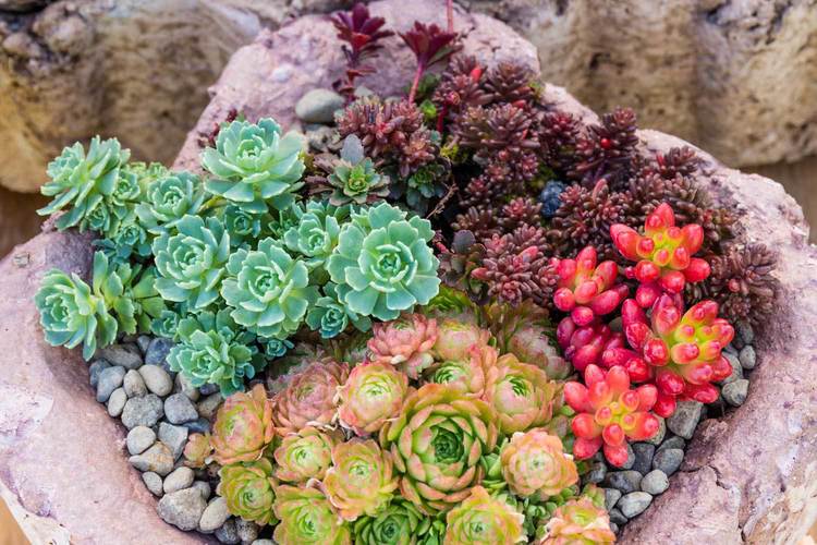 Succulent Landscape Design.jpg