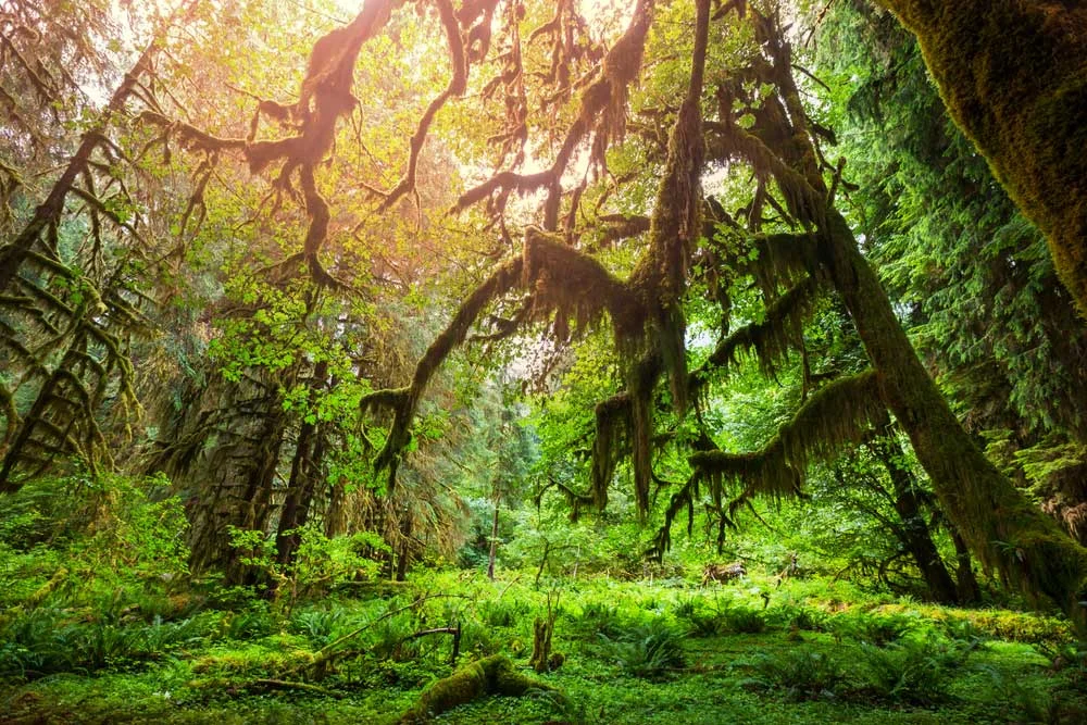 Forest.jpg