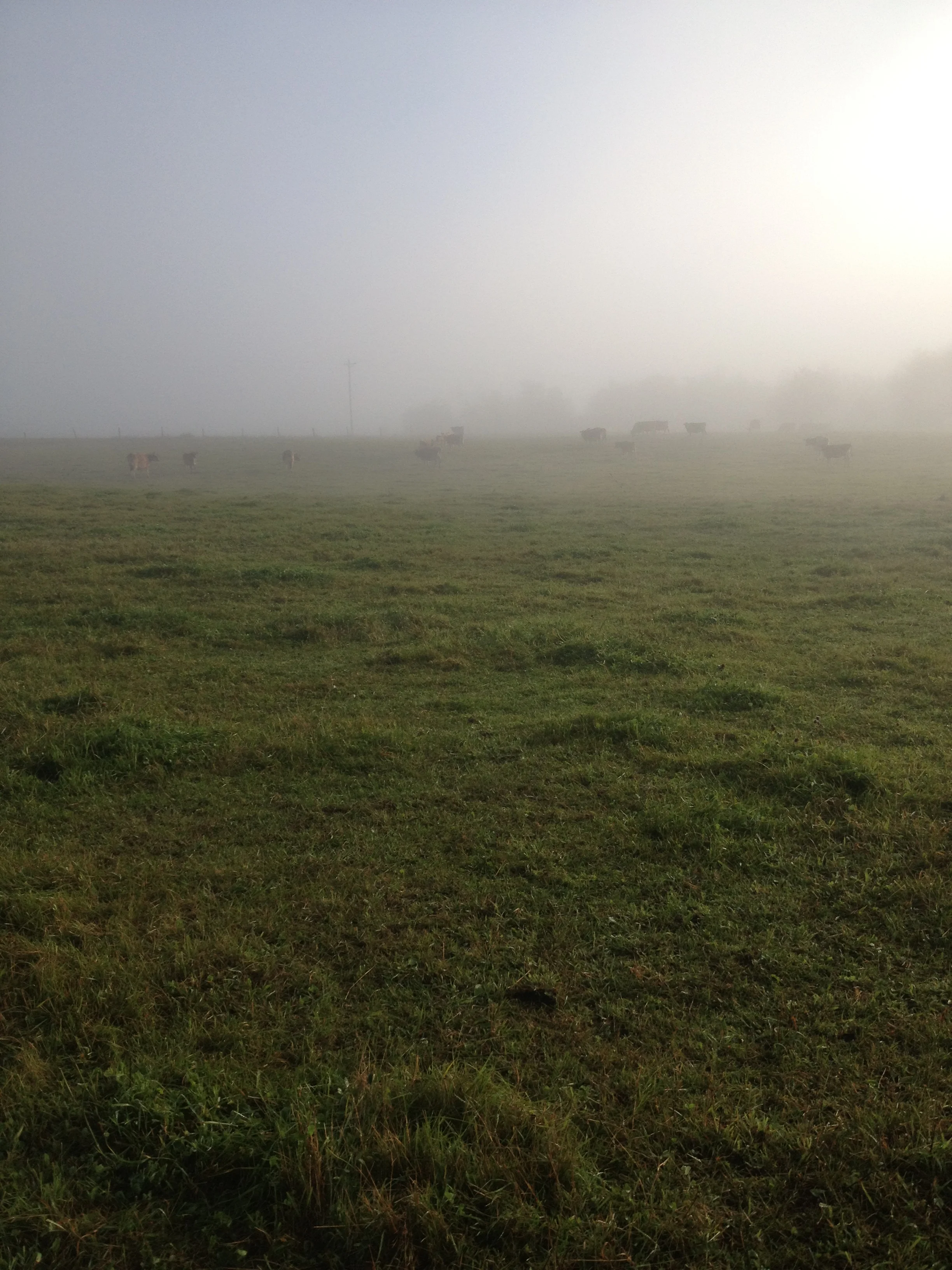 Hazy fall morning 