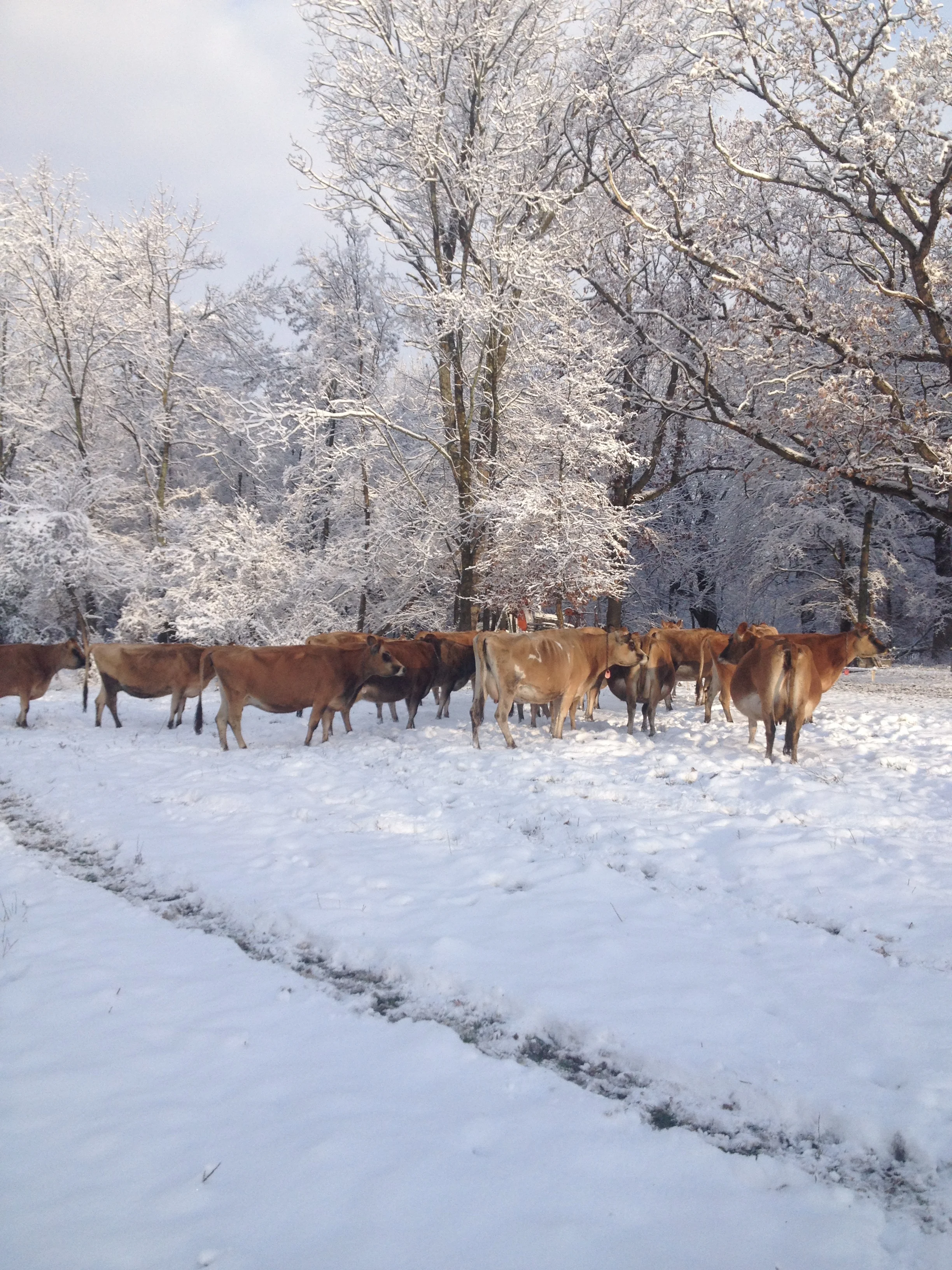Hey! where did our grass go.