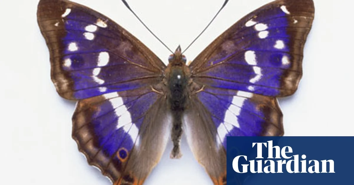 purple-emperor-butterfly-006.jpg