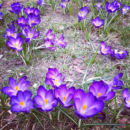 spring14.web.jpg