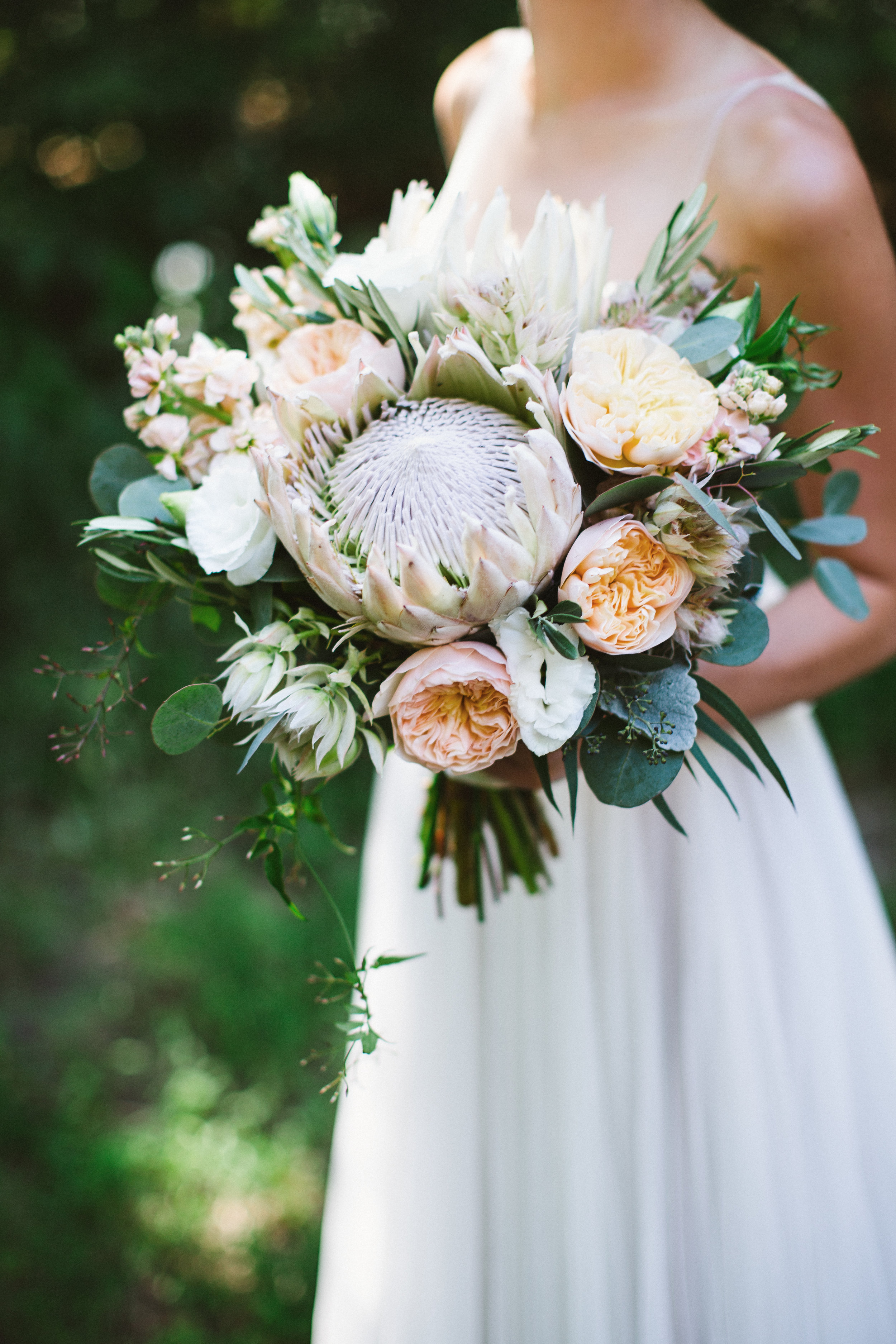 King and Blushing Bride Proteas, Juliet Garden Roses, Lisianthus, Stock, Jasmine Vine. Photo by Jennifer Crook Photography. 