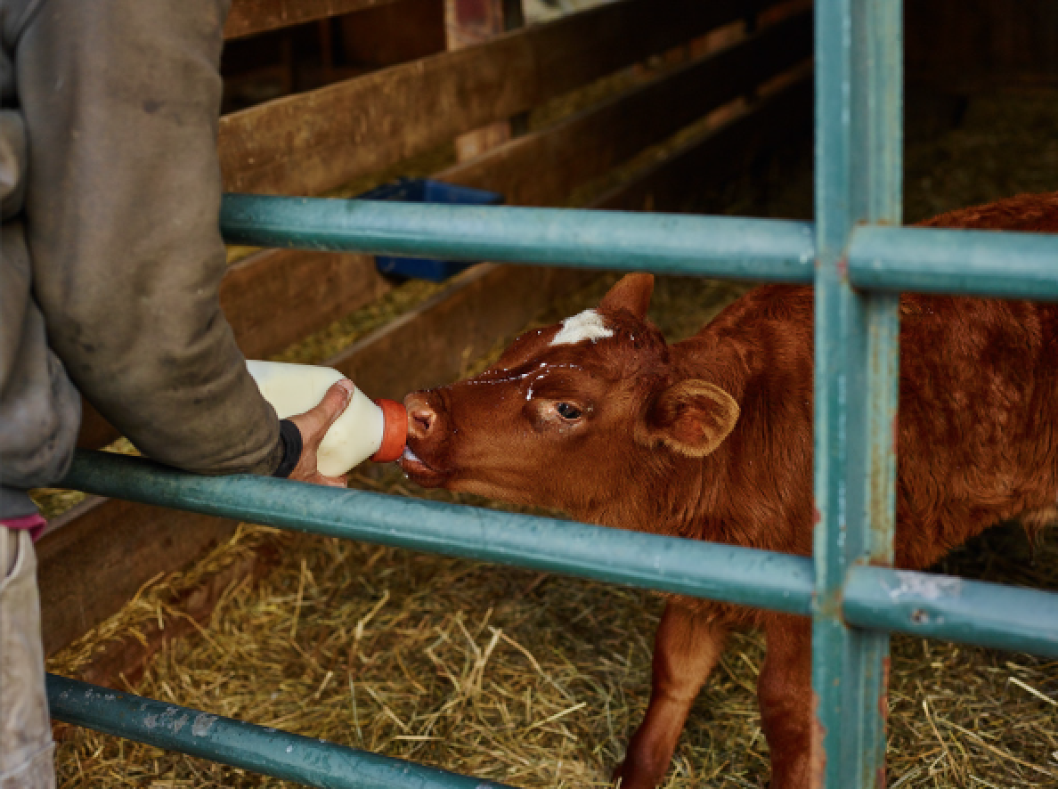 Baby calf being fed milk and nutrients by Andrew the farmer at the dairy farm