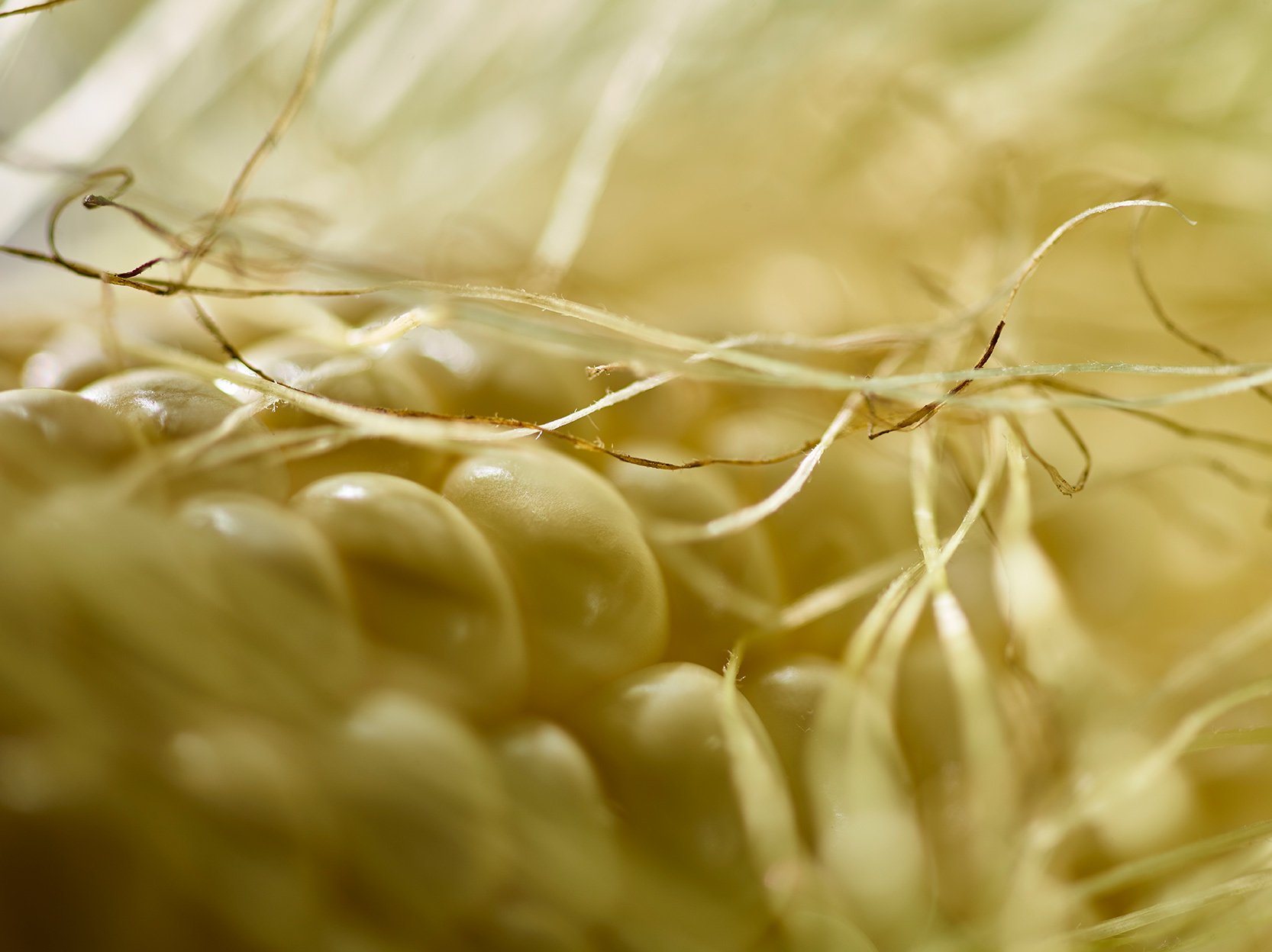 food_photographer_macro_corn.jpg