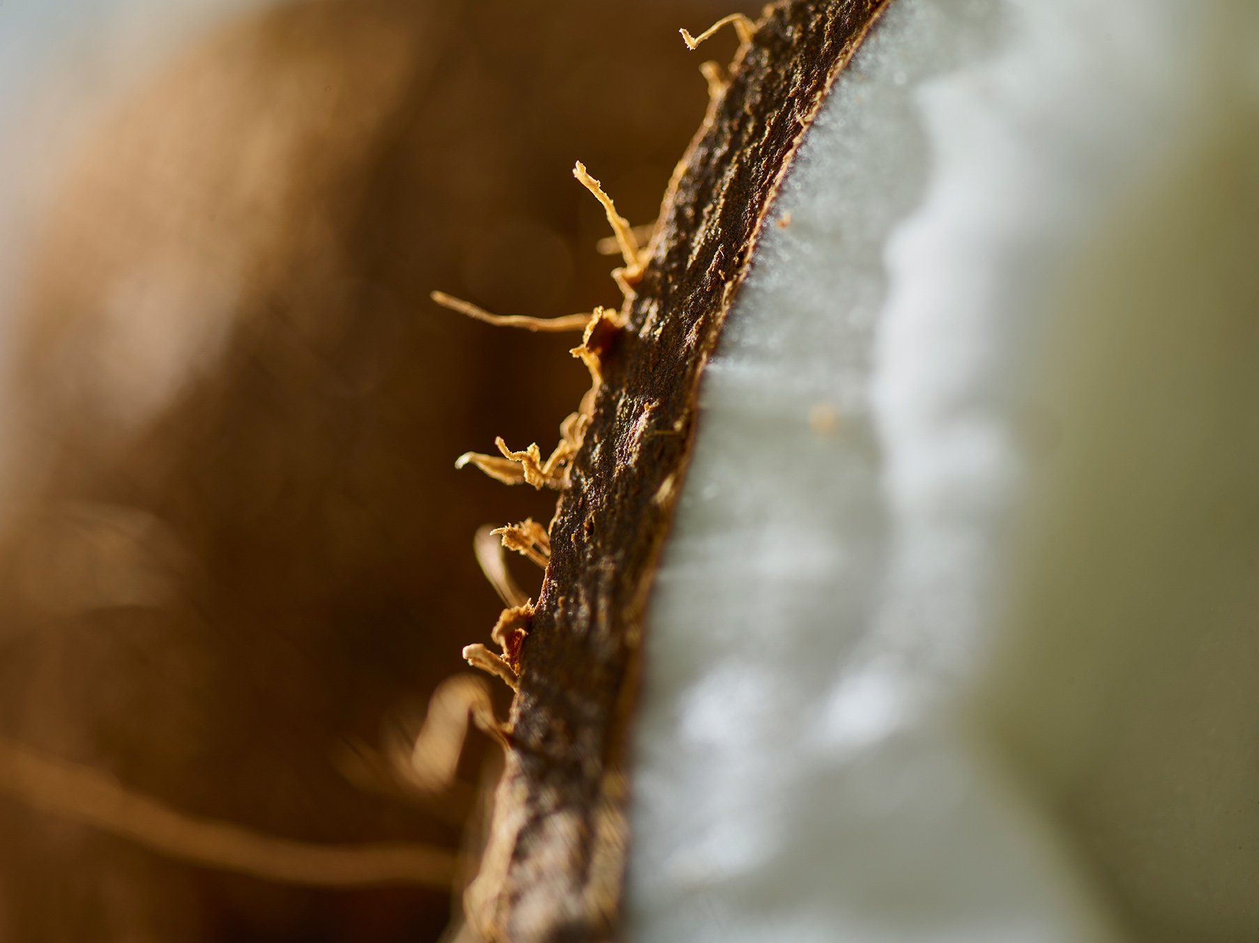 food_photographer_macro_coconut.jpg