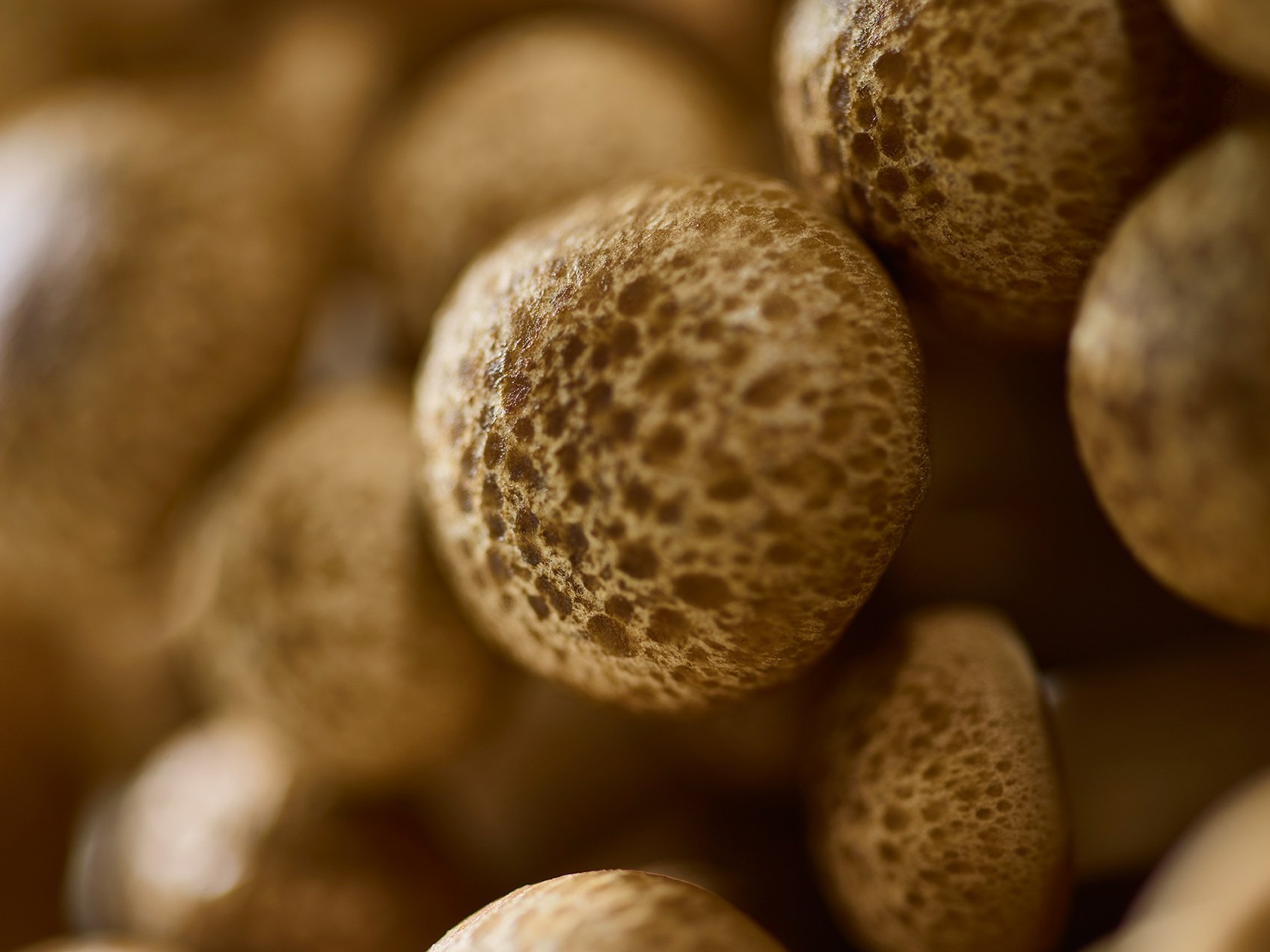 food_photographer_macro_mushroom.jpg