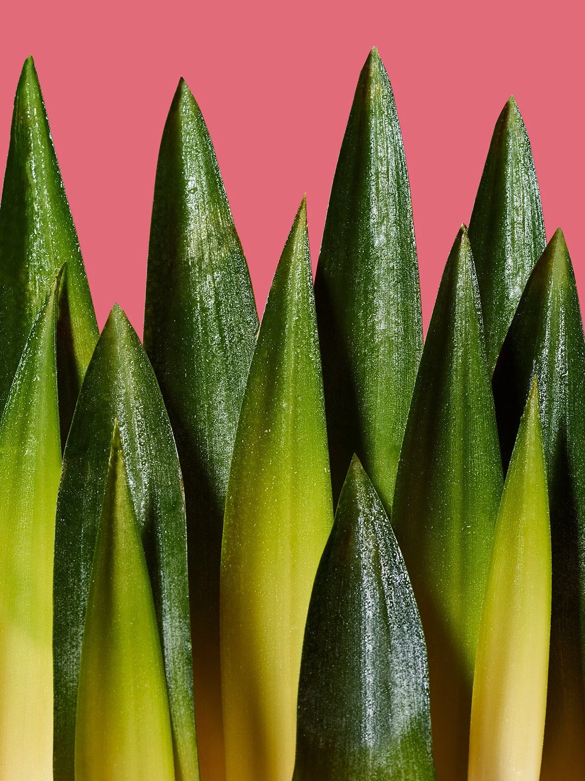 food_photographer_pineappleleaves.jpg (Copy)