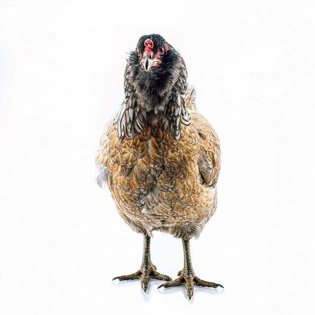 From the 2016 archives for @tastethelocaldifference . Roosters can pose for portraits, too. #chicken #rooster #portraits #animalportraits #profoto #canon