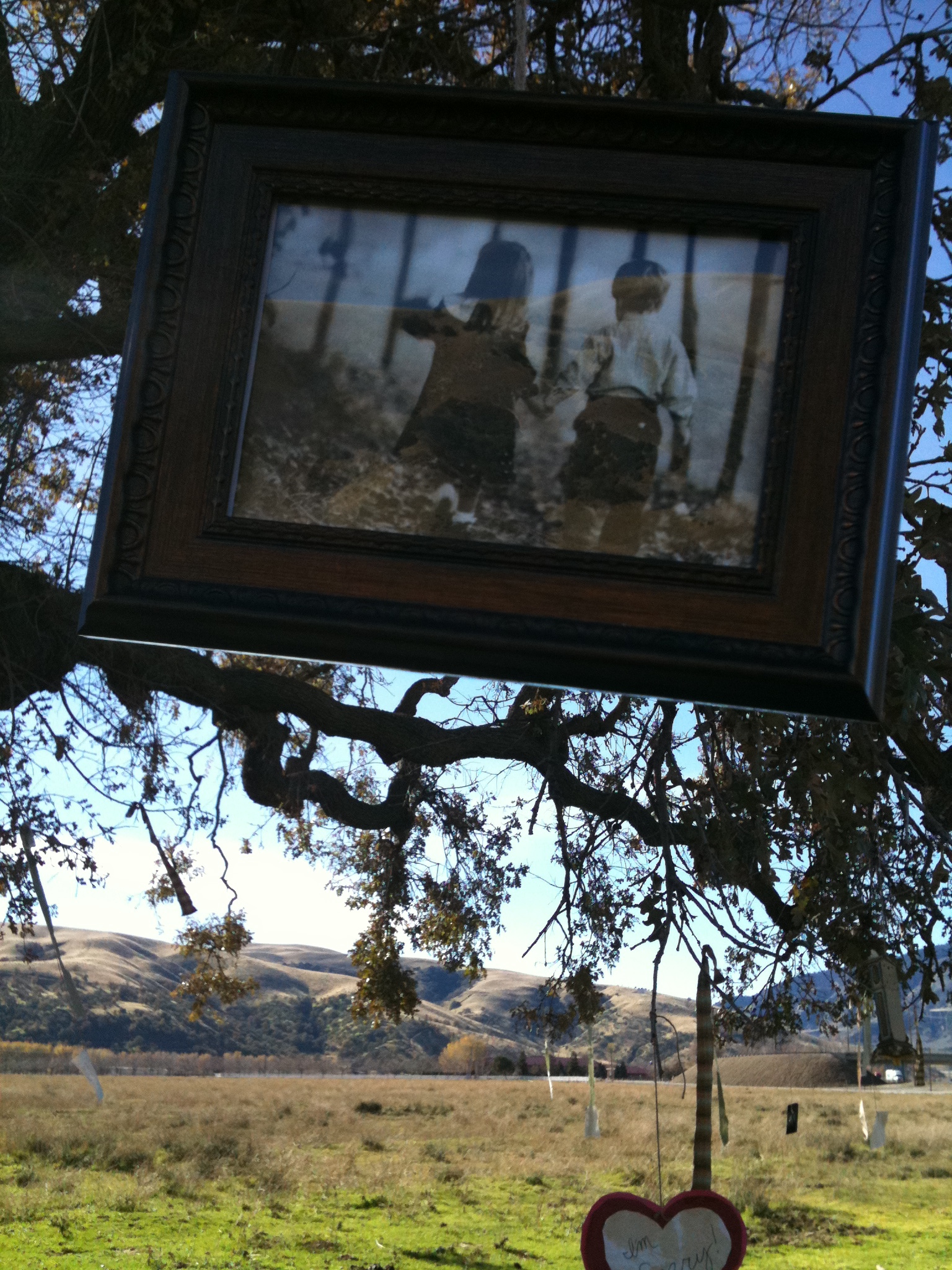 pic frame on tree.JPG