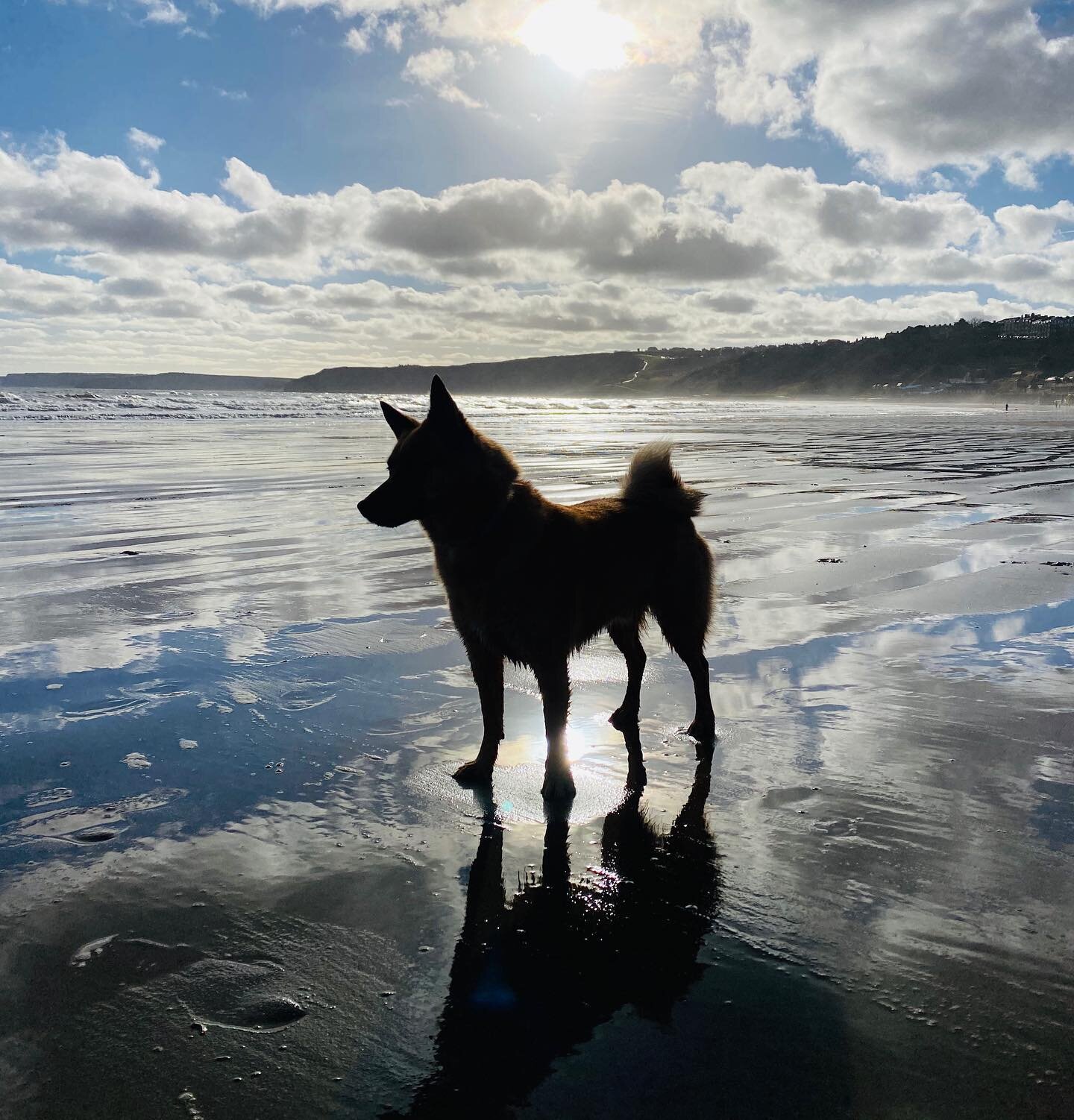 (Doggy) Silhouettes ❤️