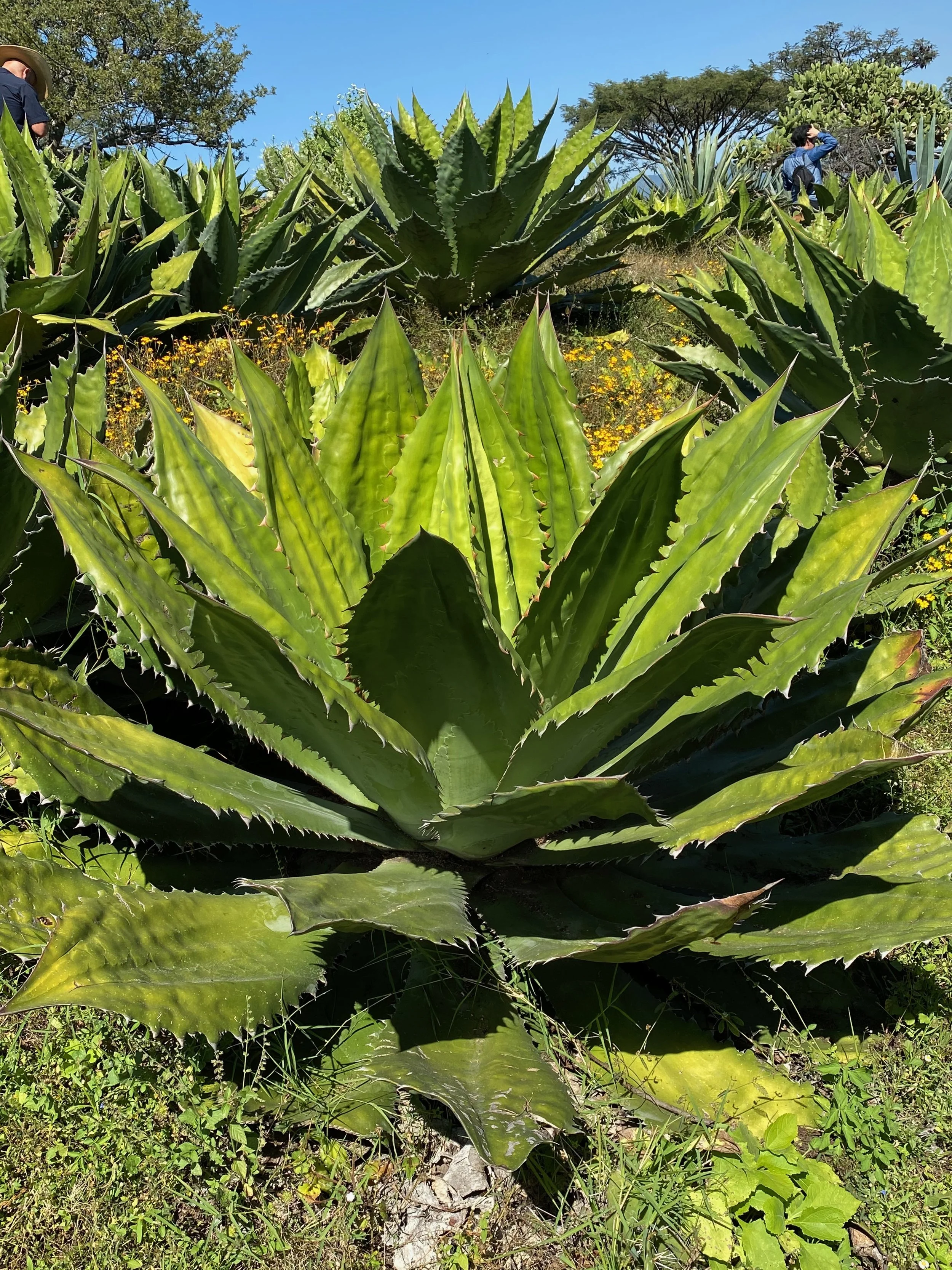 agaves:landscape5.jpg