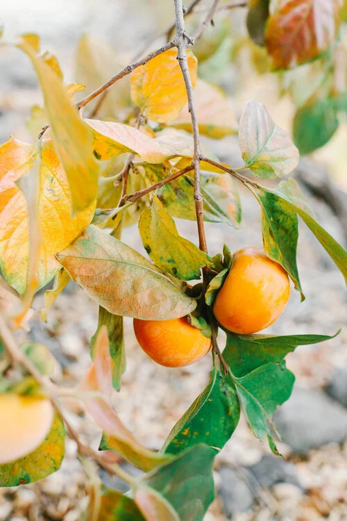 CIUC citrus tree.jpg