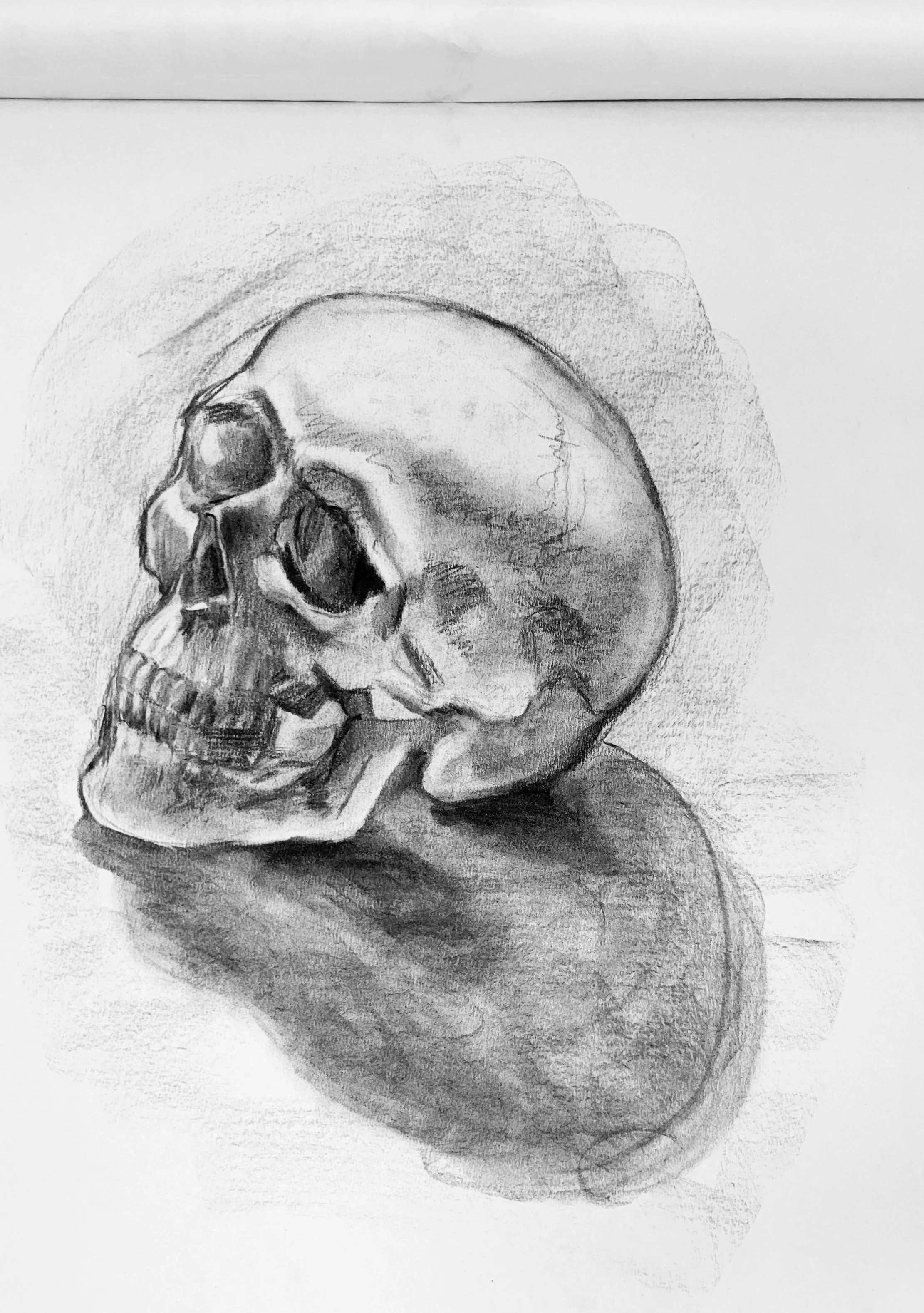 skull study, 2024