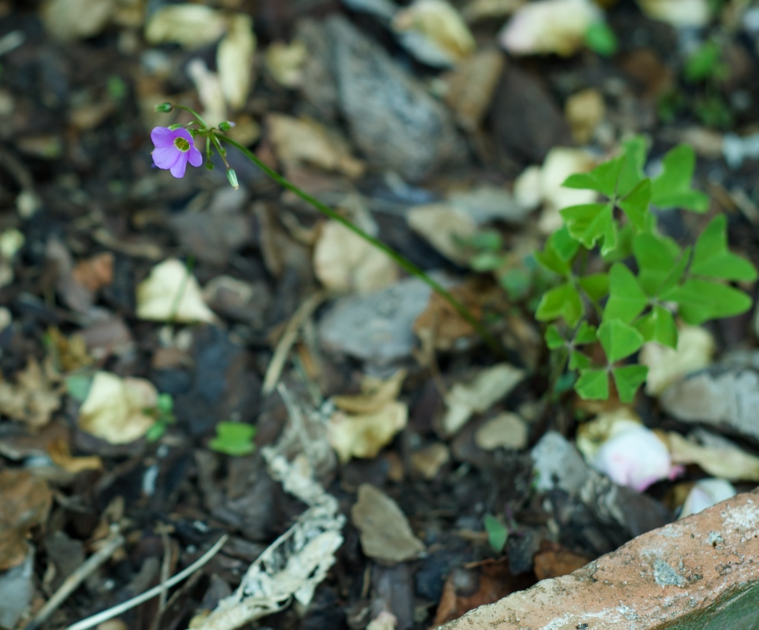 a weed by another name would be? (answer: a flower )