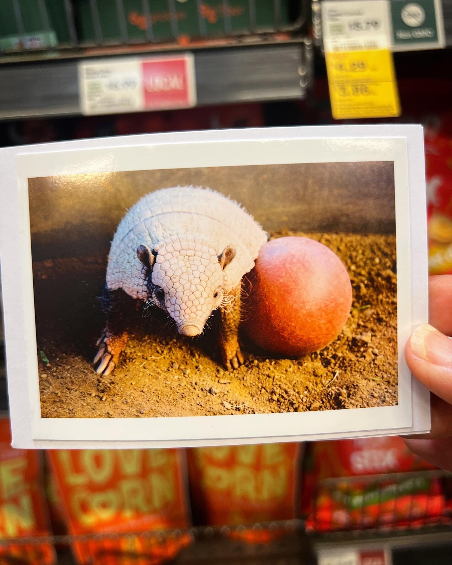 &ldquo;Find something to love as much as this armadillo loves his ball&rdquo;

I met Frank at @animaltracksinc sanctuary. I didn&rsquo;t know I could fall in love with an armadillo. To watch him play with his beloved red ball was pure joy. His joy re