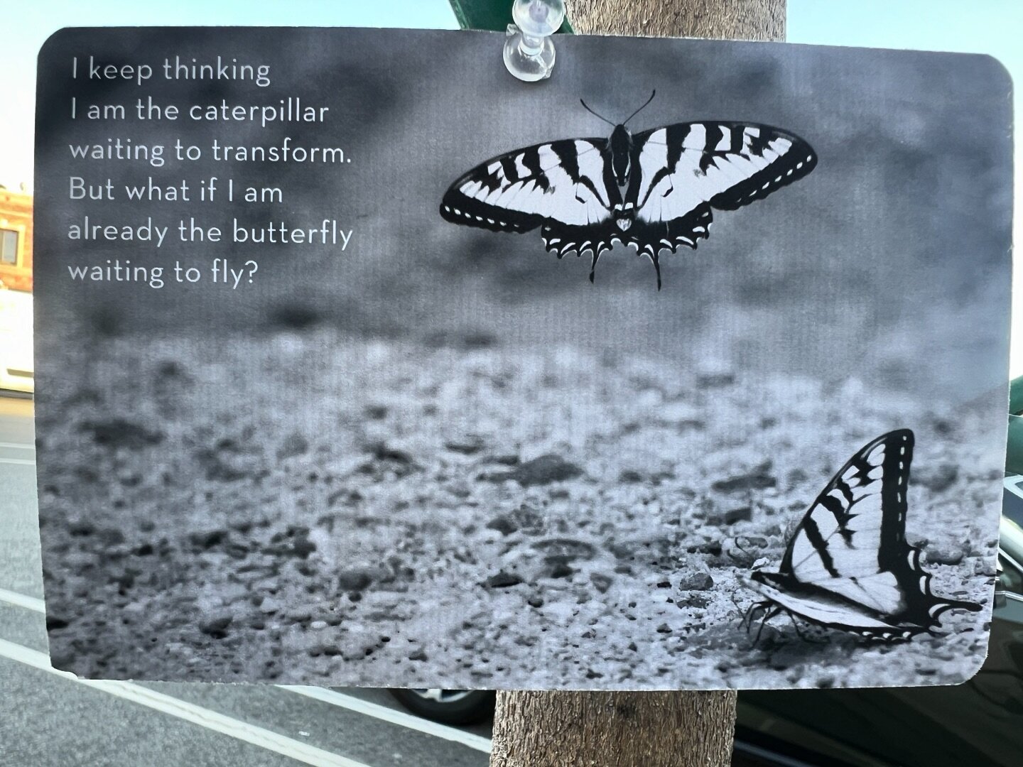 &ldquo;I keep thinking
I am the caterpillar waiting to transform.
But what if I am
already the butterfly waiting to fly?&rdquo;

We may all be butterflies. 

#iholdthismoment #wordsandimages #publicart #artcards #veganartist #atwatervillage #butterfl