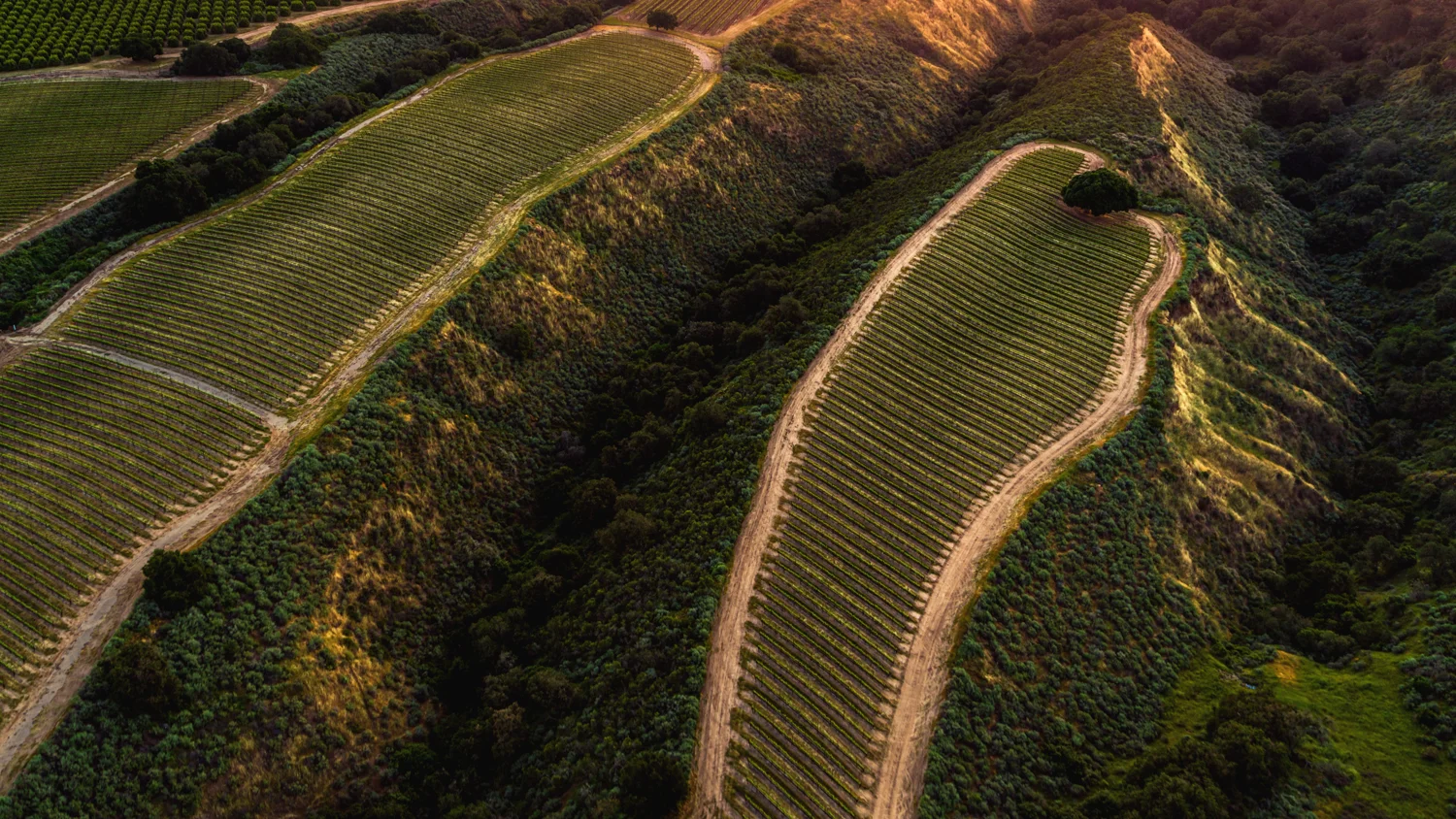 roar wines_JPEG 72ppi_075.jpg