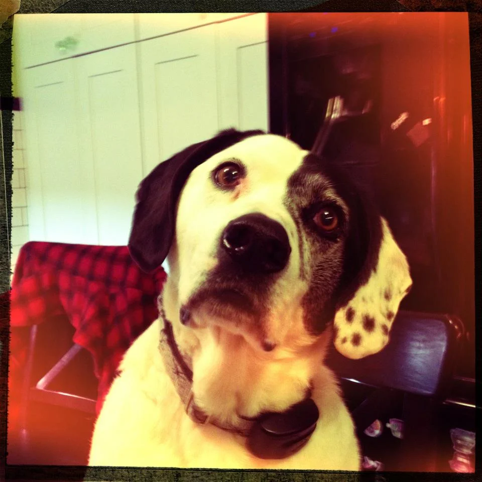 krinklekrack.  what a wonderful dog.