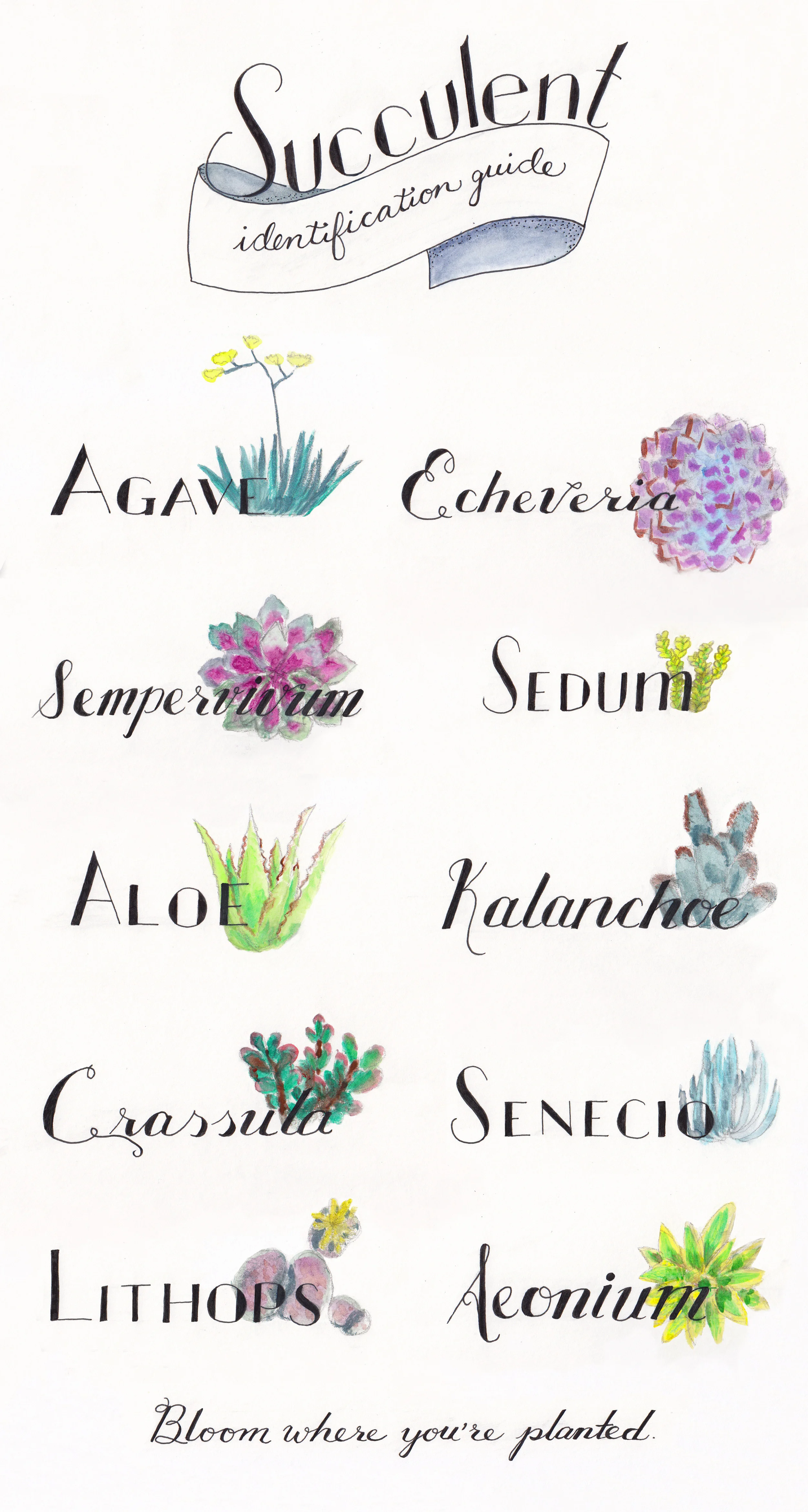 succulent-identification-guide-final.jpg