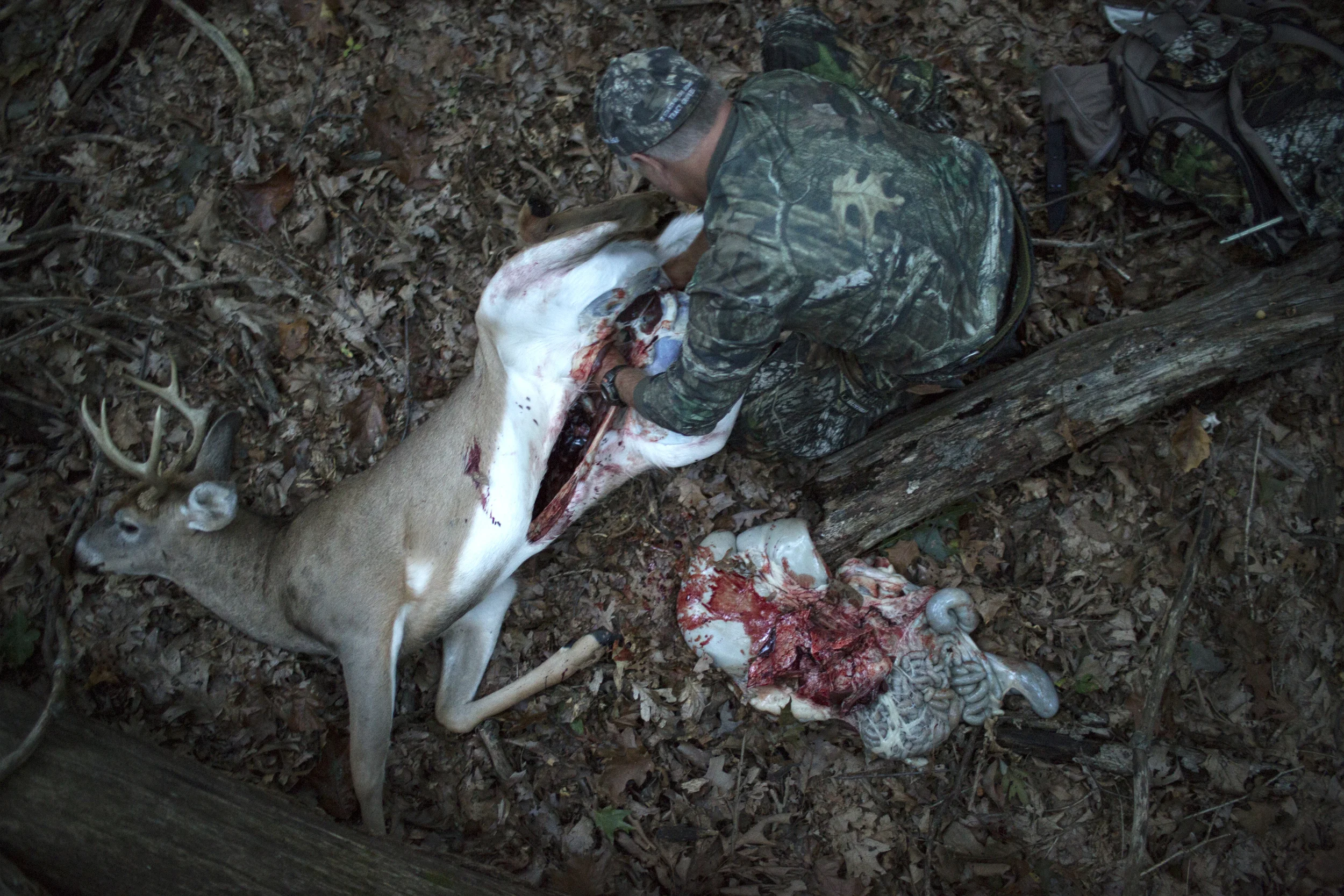 Tracy Groves dresses his first deer of the season in Maryland.