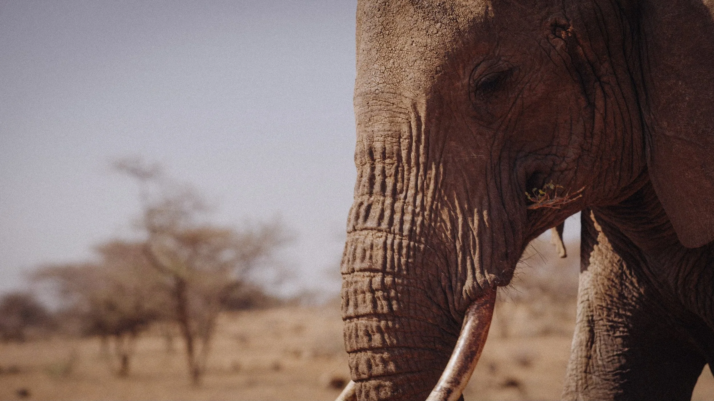 Elephant Poster 6.jpeg