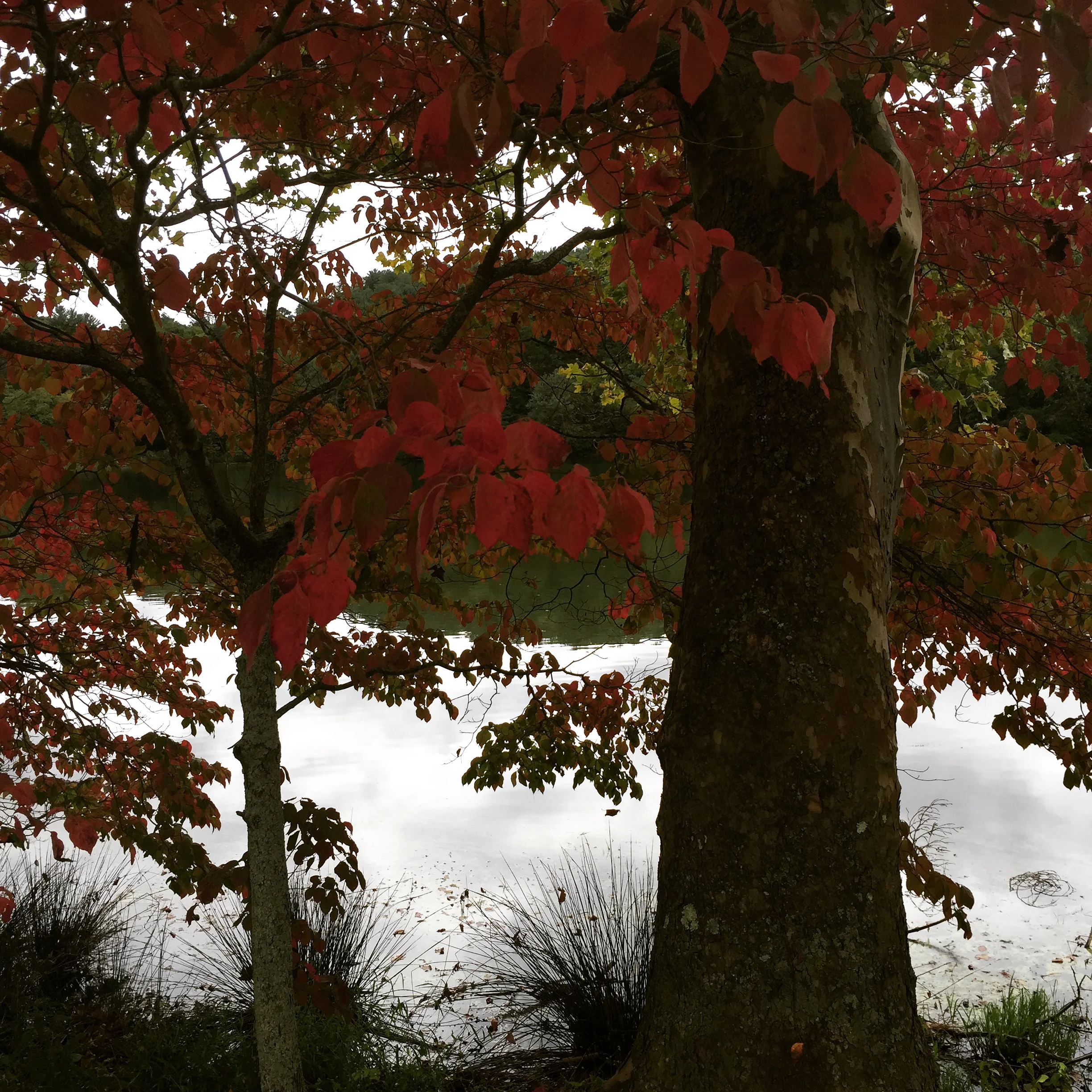 The Tenderness of Existence: Making A Home in the Divine Abodes 