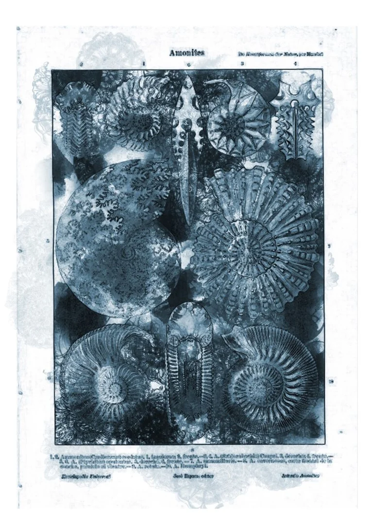 ammonites.jpg