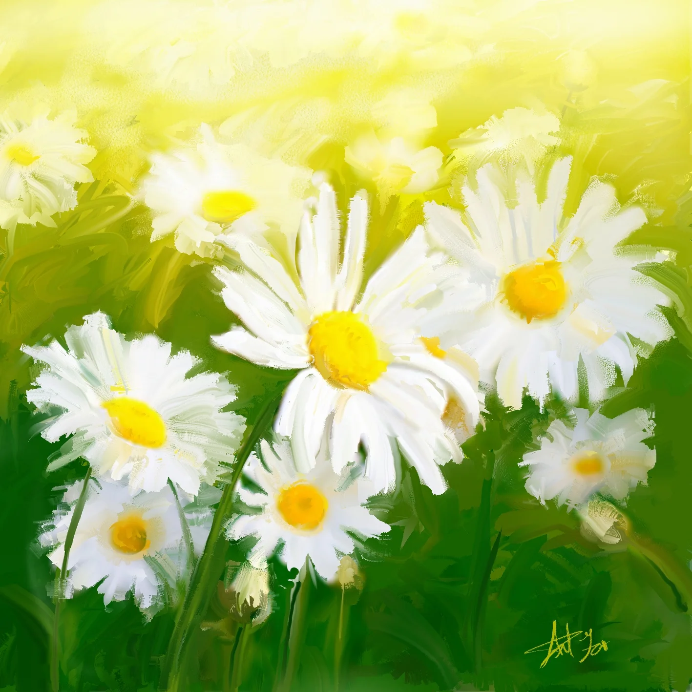 daisies.jpg