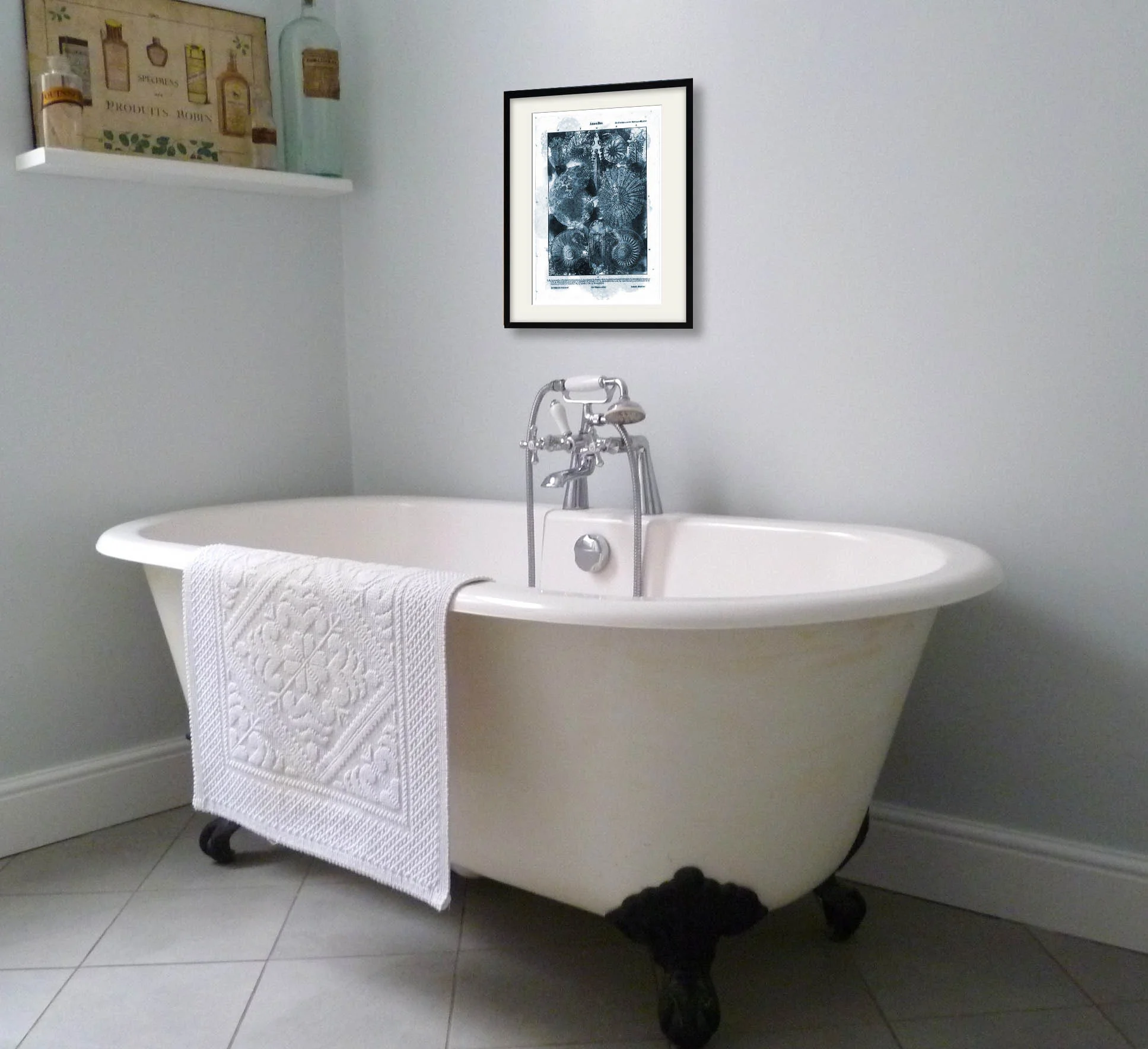 Ammonities paper print framed on a wall