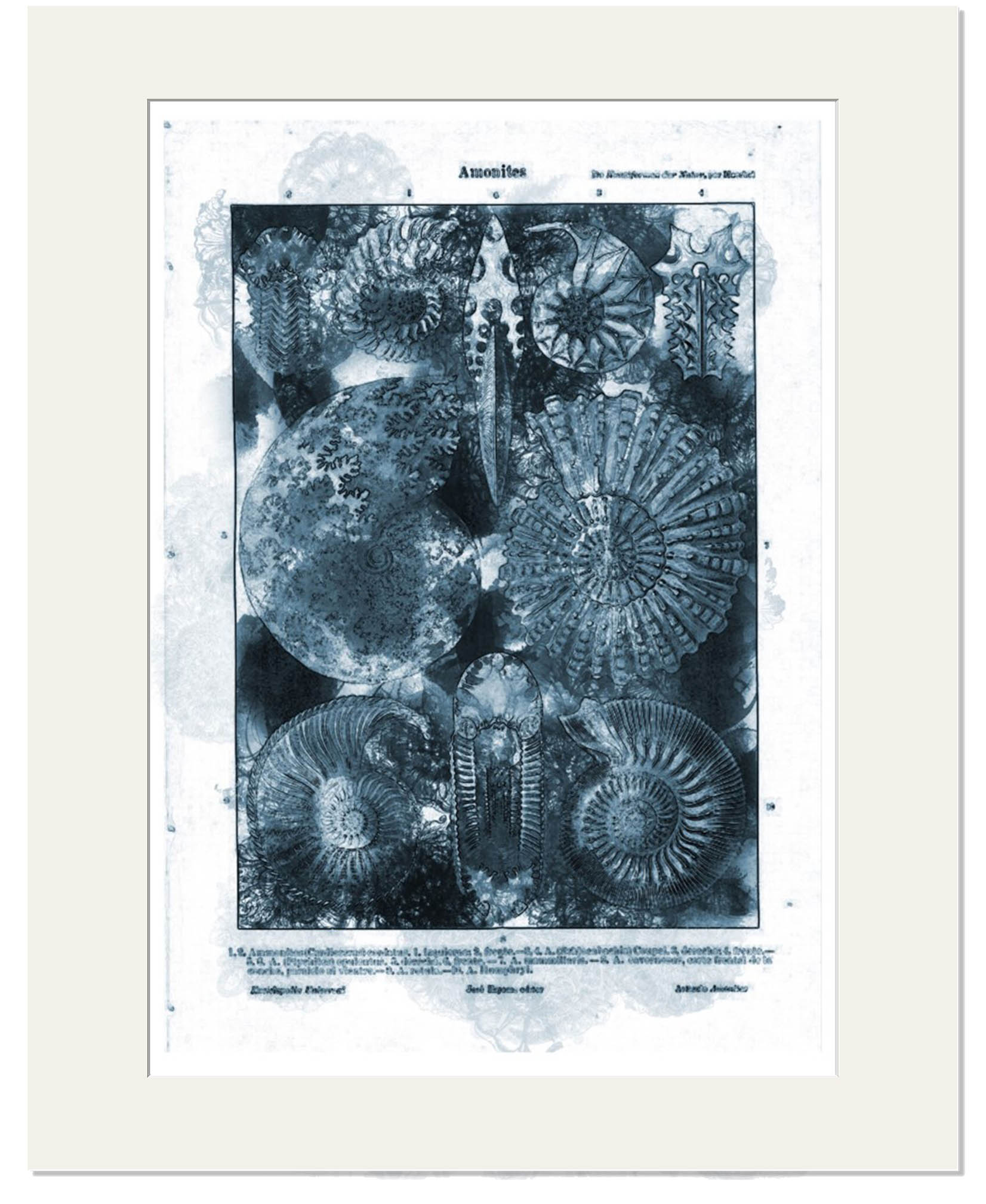 Window Mounted Ammonites (30cm x 40cm)