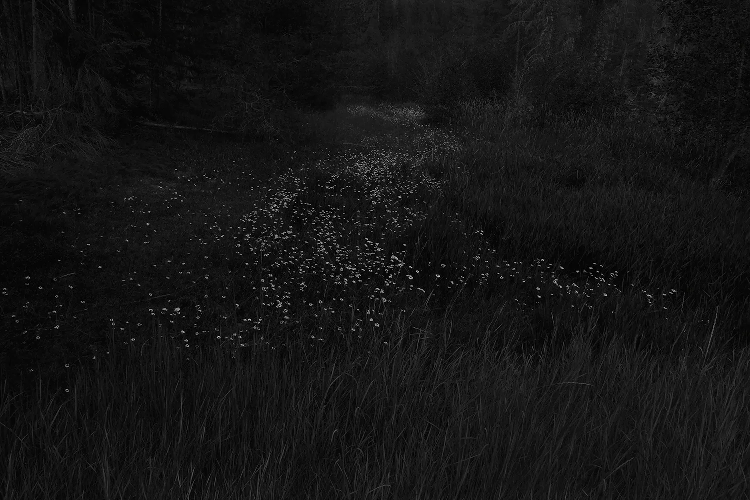 Trail from series The Forest , 2011-2014