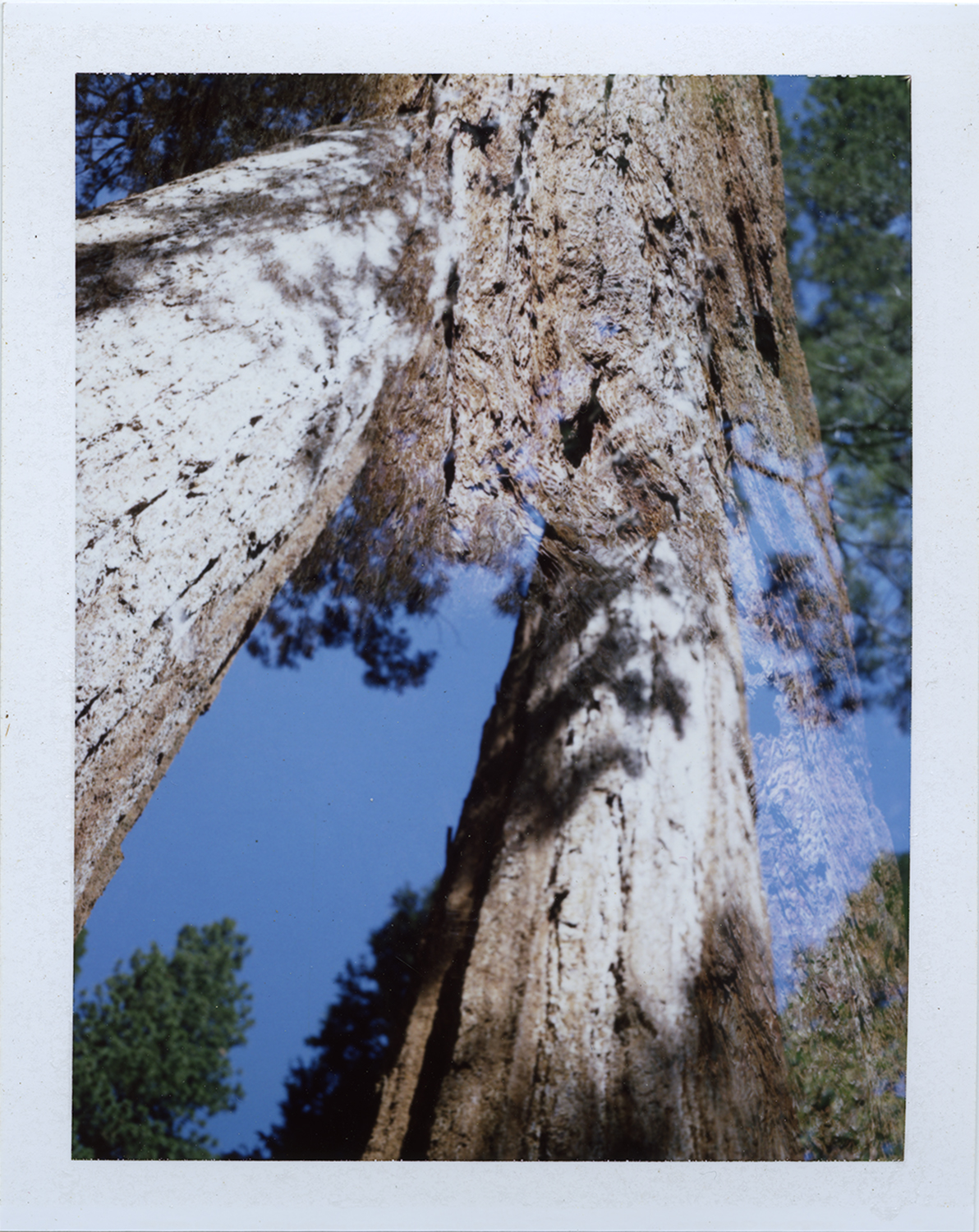Parssi_Sequoia.jpg