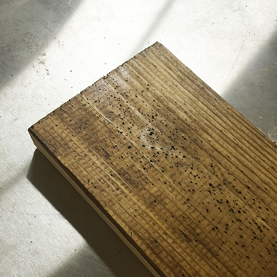 Voila, a worm eaten board! 