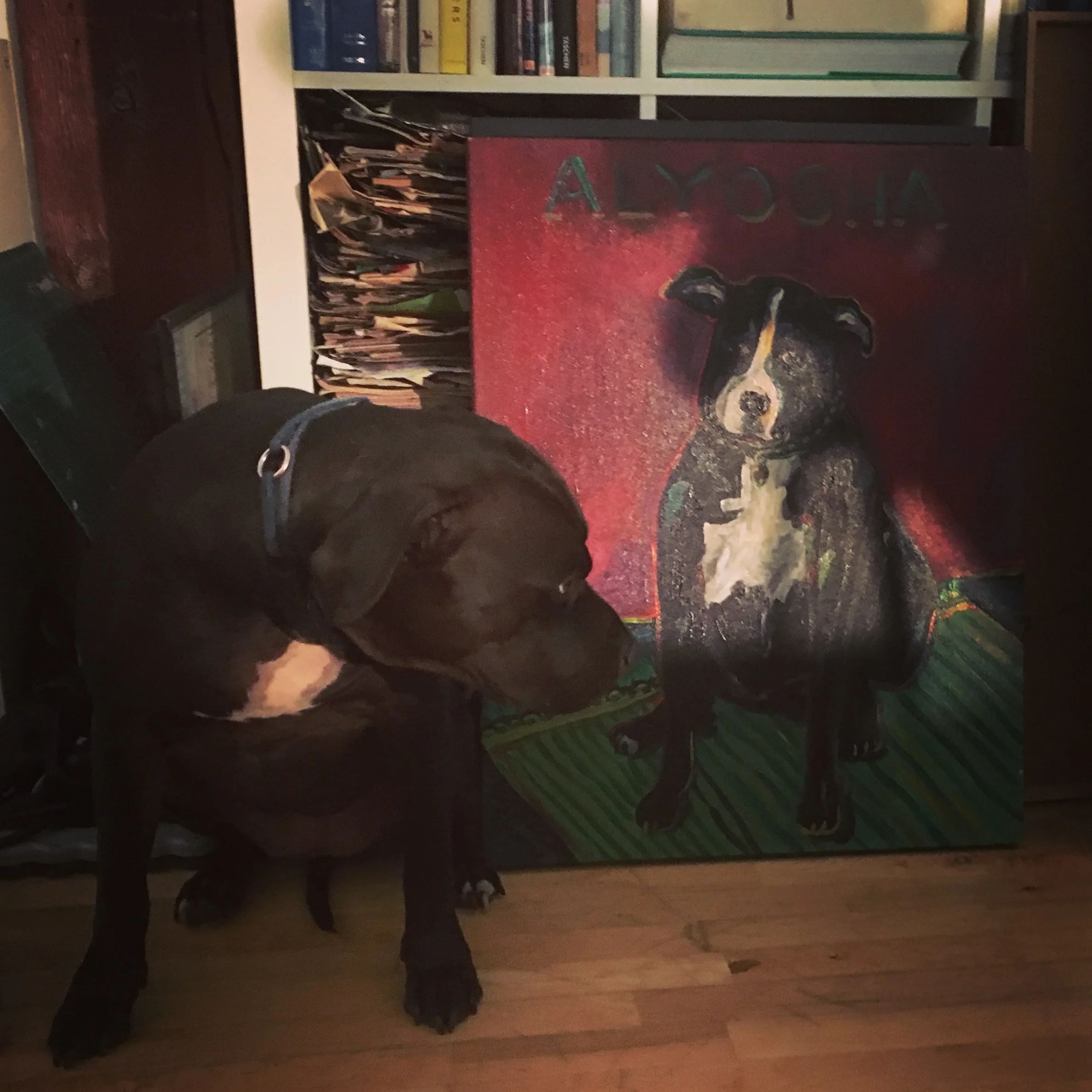 Meaux Meaux checking out sweet Alyosha, her predecessor. 