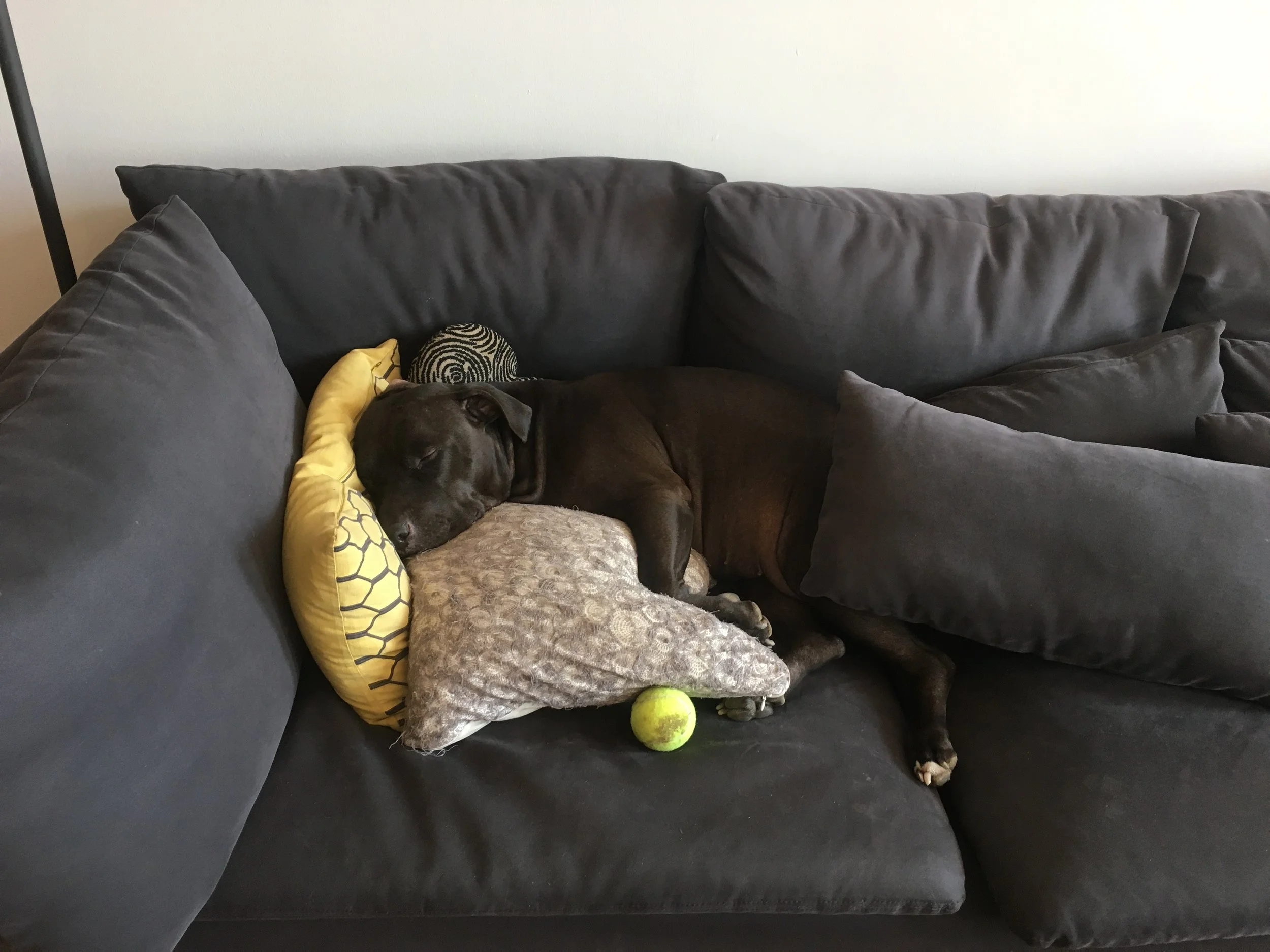 Zonked out pup arranged "her" pillows just so for nap time on the couch. With ball.