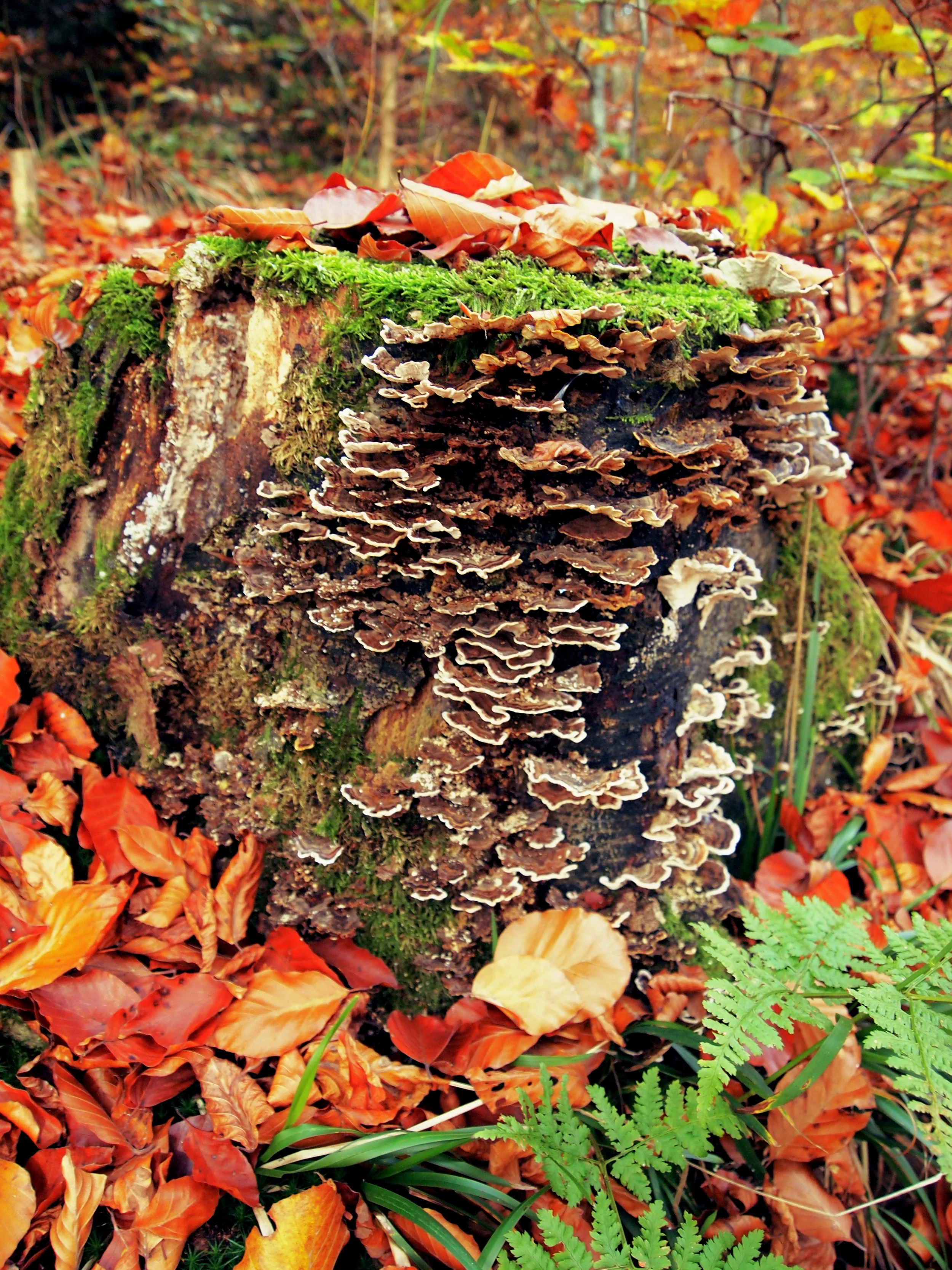 Tree Castle.jpg