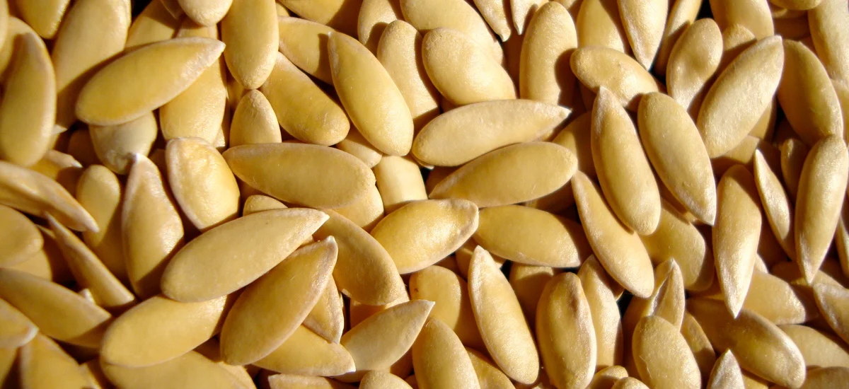 Cantaloupe.jpg