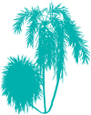 acai_teal.png