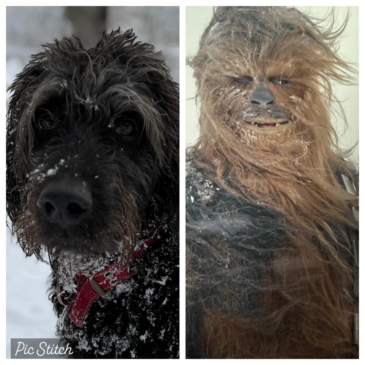 Shoveling snow sucks just like I remember from being a kid. But it&rsquo;s beautiful and Harry and Ruby LOVE it.