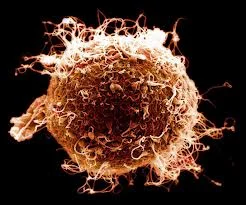A fertilized human egg.